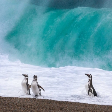 Monte Leon 4x4: Sea Lions and Penguins 